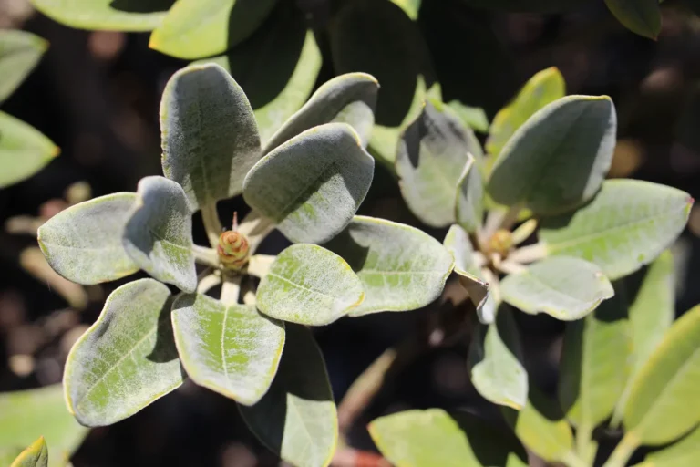 Ficus Shivereana Moonshine with highly variegated neon leaves.