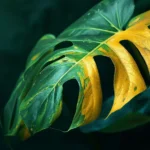 Yellow Monstera leaf showing interveinal chlorosis