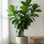Healthy Fiddle Leaf Fig (Ficus lyrata) with large glossy green leaves in bright indirect light showing proper care without leaf drop or brown spots