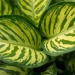 Healthy Maranta Lemon Lime care prayer plant leaves showing chartreuse base with bright lime herringbone veins without curling or brown tips