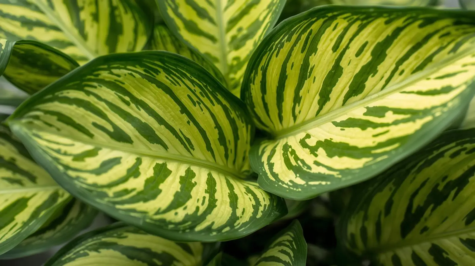 Healthy Maranta Lemon Lime care prayer plant leaves showing chartreuse base with bright lime herringbone veins without curling or brown tips