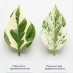 Close up of Pothos N-Joy nodes and aerial roots.