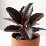 Healthy Rubber Plant (Ficus elastica) with glossy burgundy leaves in terracotta pot showing proper care and branching structure