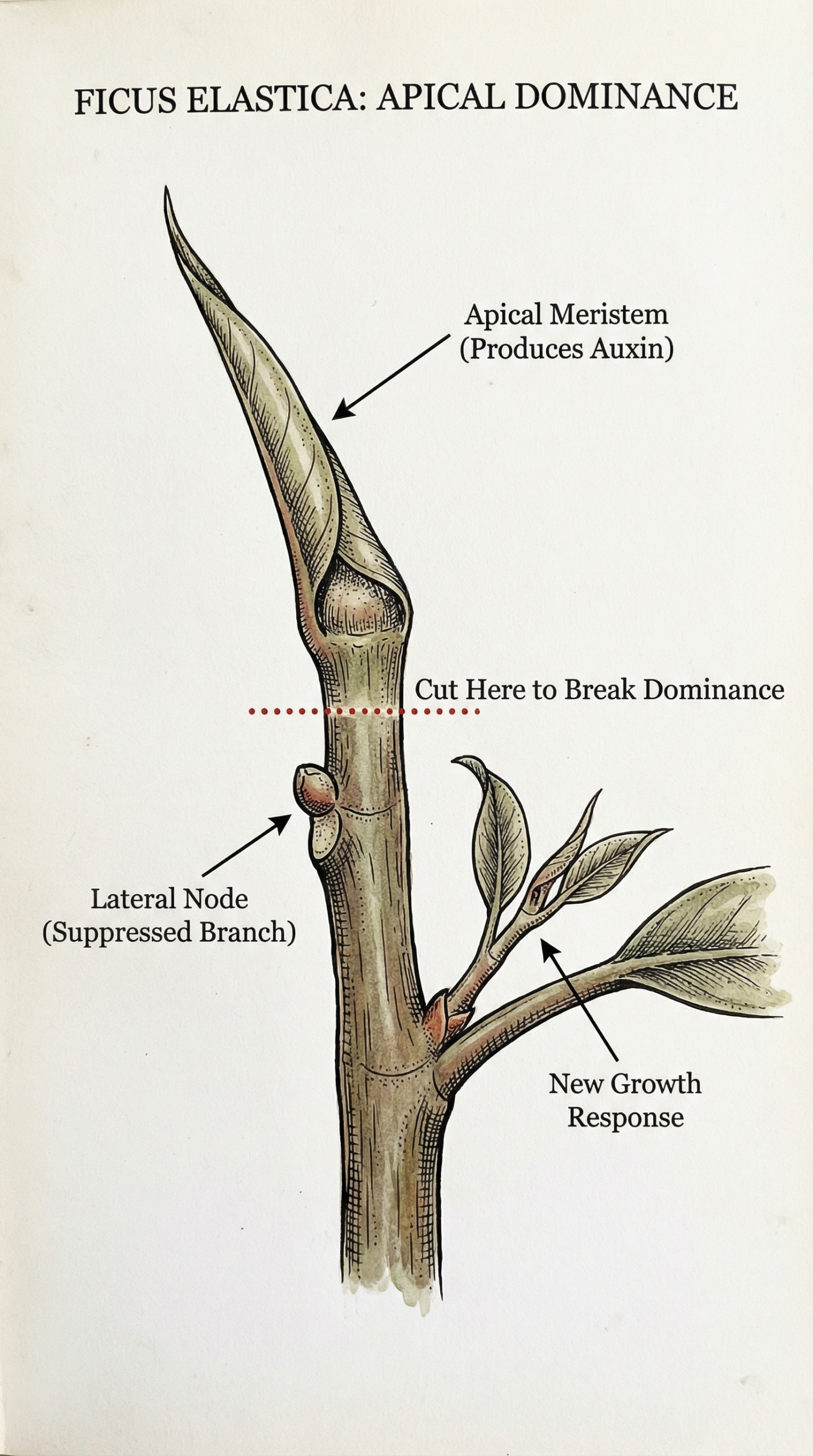 Rubber Plant Branching Protocol Scientific diagram showing where to cut a Rubber Plant to force branching and break apical dominance