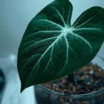 Close-up of a velvet Anthurium clarinervium leaf with prominent white veins in a lab setting, illustrating professional Anthurium clarinervium care and humidity requirements.