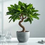 Healthy Pachira aquatica Money Tree with braided trunk and lush green canopy showing proper care without trunk rot or yellowing leaves
