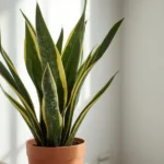 Healthy Dracaena trifasciata snake plant with upright variegated leaves in well-draining succulent substrate showing proper care without overwatering damage