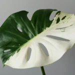 Healthy half-moon leaf of Variegated Monstera Deliciosa Albo Borsigiana with pristine white variegation and no signs of browning or necrosis