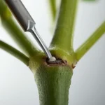 Fiddle Leaf Fig Notching