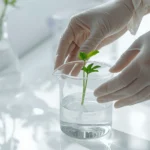 Laboratory setup showing tissue culture plant being removed from sterile flask with surgical tweezers next to humidity dome and substrate preparation materials