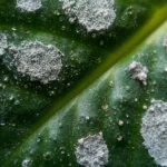 Begonia plant care
