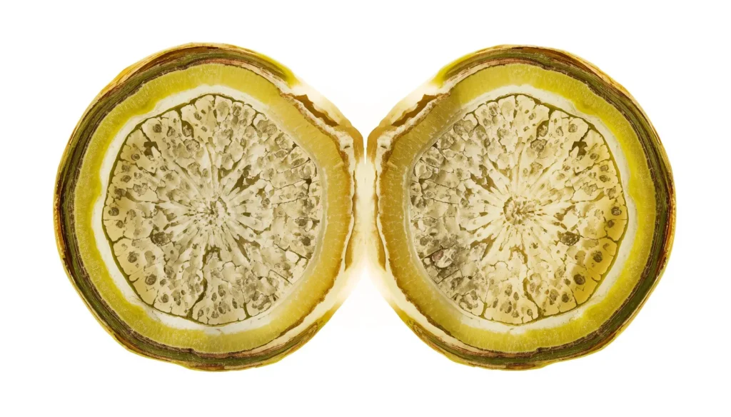 Hoya kerrii
