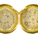 Hoya kerrii