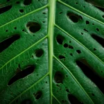 Monstera Adansonii Care