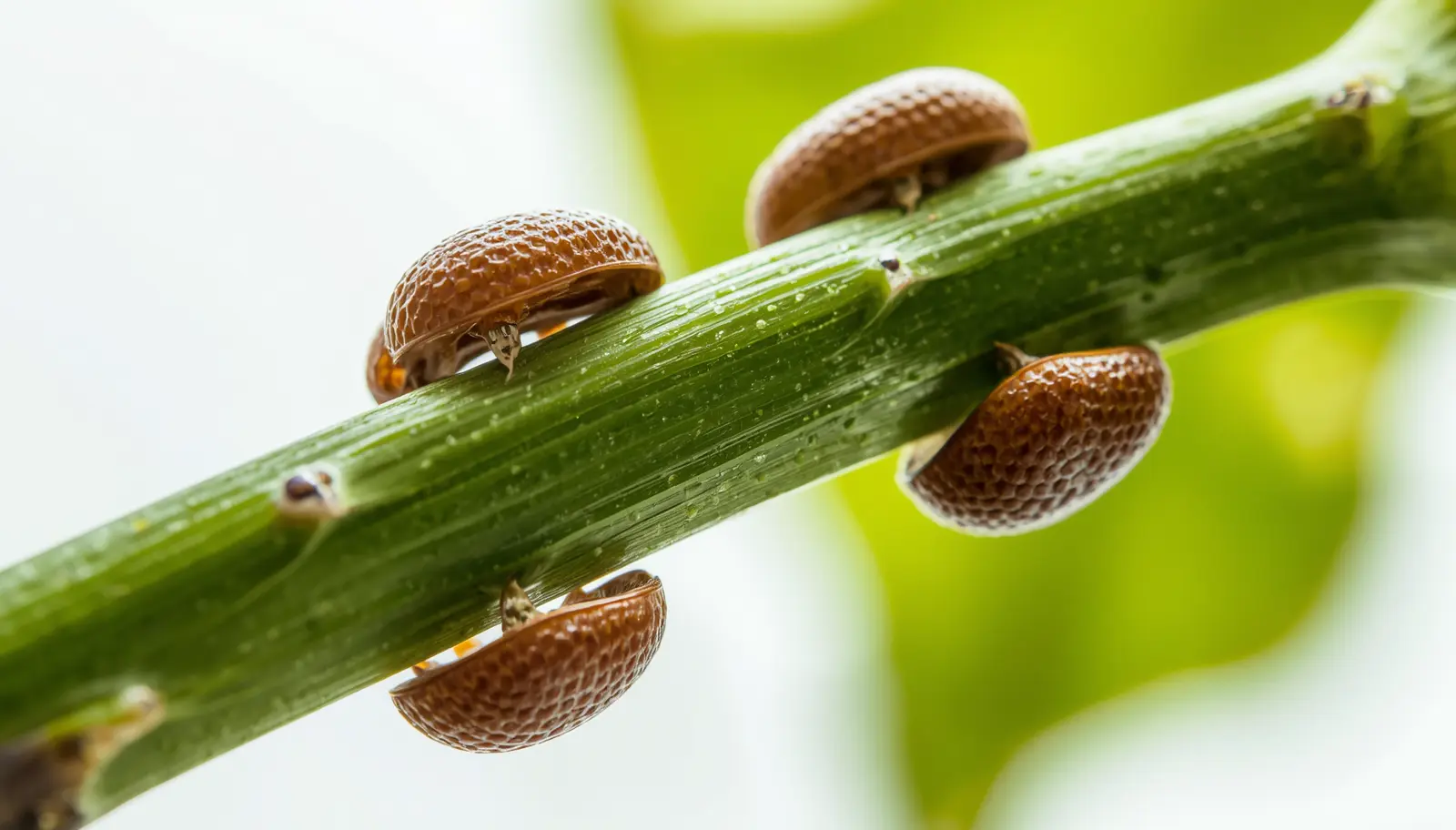 Close-up of Ficus stem showing armored scale insects as hard brown dome-shaped bumps with sticky honeydew droplets and developing sooty mold on leaves below