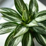 Calathea orbifolia leaf showing marginal necrosis brown crispy edges from fluoride toxicity next to reverse osmosis water filtration system