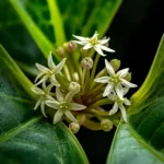 Hoya Carnosa