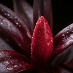 lipstick plant care