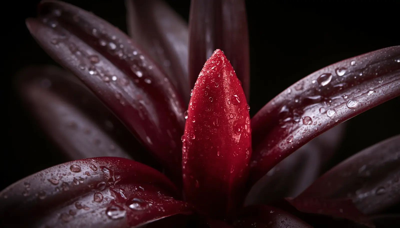 lipstick plant care