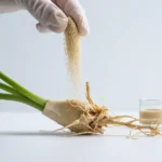Monstera root ball being dusted with mycorrhizal inoculant powder showing beneficial fungi houseplant root treatment during transplant procedure