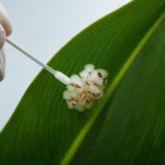 Close-up of white cottony mealybug masses on houseplant stem being treated with cotton swab dipped in isopropyl alcohol showing wax dissolution