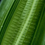 Sansevieria cylindrica African Spear Plant showing perfect cylindrical leaf morphology and structural rigidity from proper CAM photosynthesis light requirements and volumetric hydration