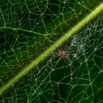 Close-up of Monstera deliciosa leaf showing spider mite webbing between veins and characteristic stippling damage from Tetranychidae feeding with visible mites under magnification best miticide for houseplants