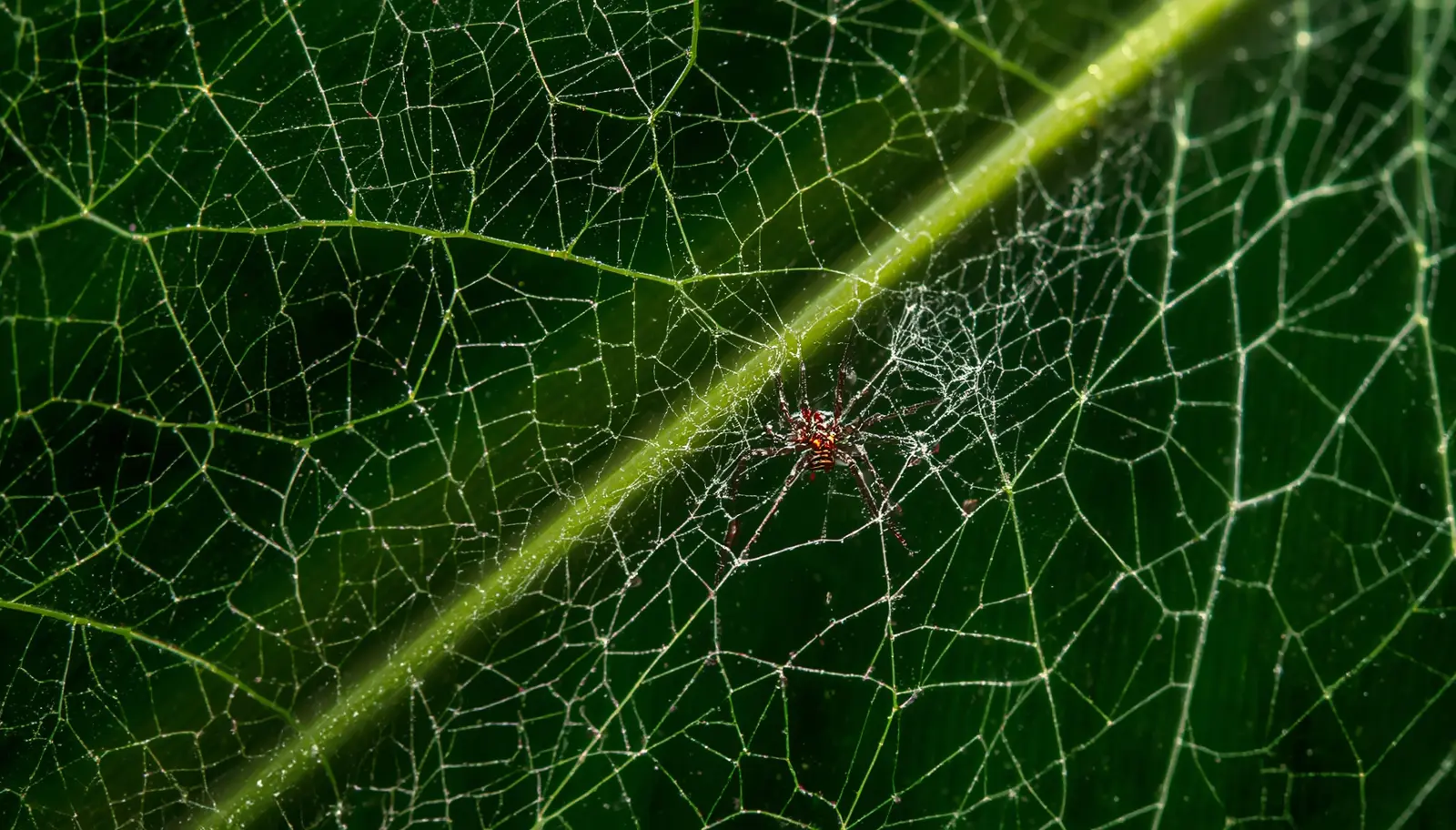 Close-up of Monstera deliciosa leaf showing spider mite webbing between veins and characteristic stippling damage from Tetranychidae feeding with visible mites under magnification best miticide for houseplants