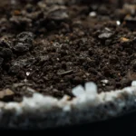 Monstera pot showing white crusty mineral salt deposits on soil surface and terracotta rim from fertilizer buildup requiring flushing protocol