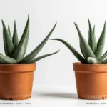 Aloe vera care Aloe barbadensis Miller rosette with plump turgid leaves in unglazed terracotta pot demonstrating correct soak-and-dry watering and 1:1:1 aggregate succulent soil mix
