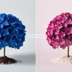 Hydrangea macrophylla mophead showing deep blue flowers on acidic aluminum-available soil alongside pink flowers on alkaline soil demonstrating aluminum ion anthocyanin pigmentation chemistry