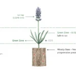 lavender care Lavandula angustifolia in full purple bloom showing correct mound shape, well-drained gravel mulch