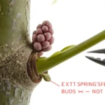 Lilac bushes Syringa vulgaris in peak spring bloom showing dense purple panicles on old wood demonstrating proper old-wood bloom cycle management and correct post-bloom pruning timing