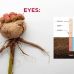 Herbaceous peony care, Paeonia, in full bloom showing correctly planted crown at 1-inch depth with visible root structure and marshmallow-stage bud ready for cutting