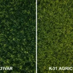 Dense Turf-Type Tall Fescue Festuca arundinacea lawn showing deep green color and fine blade texture in transition zone residential landscape
