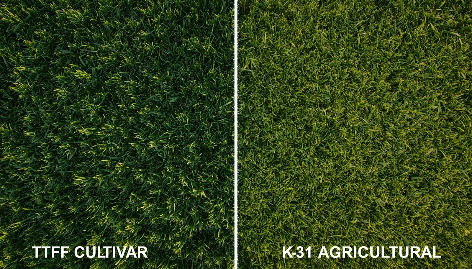 Dense Turf-Type Tall Fescue Festuca arundinacea lawn showing deep green color and fine blade texture in transition zone residential landscape