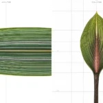 calathea care