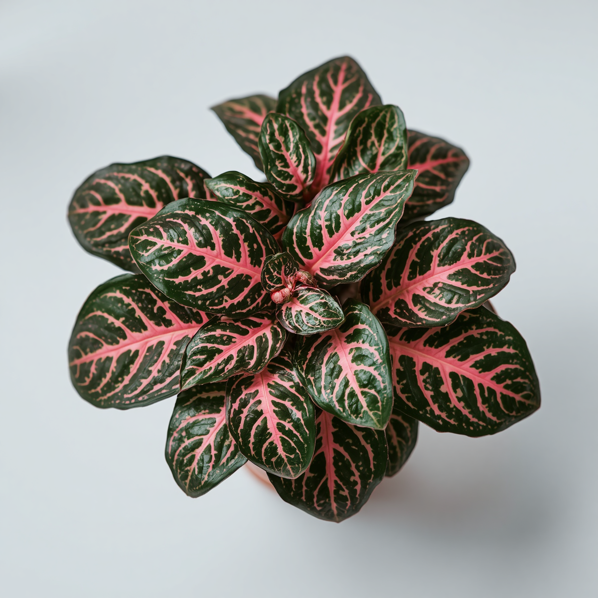 Nerve plant care: a Fittonia albivenis with deep green leaves and bright pink veins growing in bright indirect light