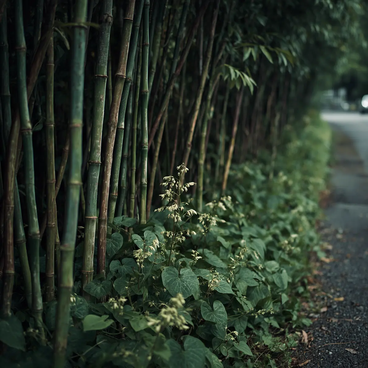 How to get rid of Japanese knotweed: dense stand of hollow purple-speckled stems with shield-shaped leaves