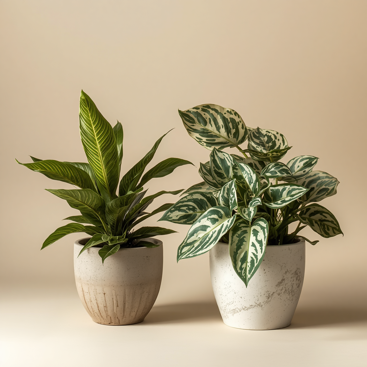 Golden Pothos vs Marble Queen comparison: a golden pothos with yellow variegation beside a marble queen pothos with white marbled leaves