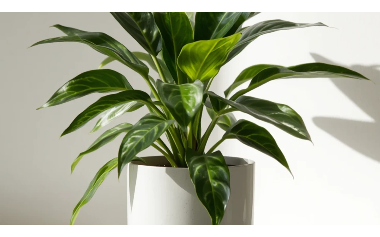 How to bottom water plants without overwatering: a potted houseplant absorbing water from a shallow tray through its drainage holes