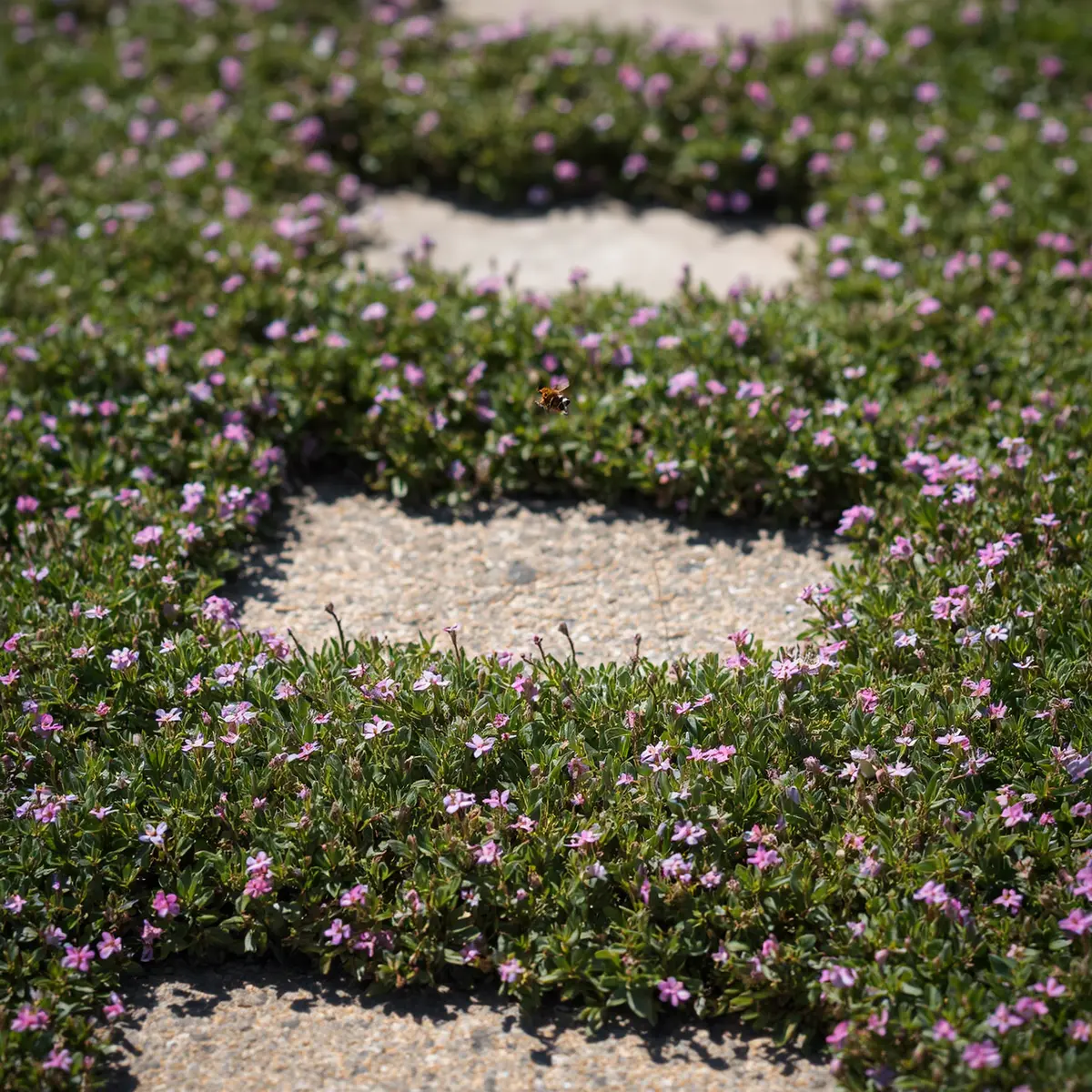 Creeping thyme lawn in full bloom, a purple-pink flowering ground cover carpet growing between stone pavers in full sun