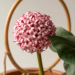 How to care and grow Hoya — close-up of a mature Hoya carnosa vine with waxy dark green leaves and a cluster of pink star-shaped flowers emerging from a perennial peduncle, mounted on a vertical bamboo trellis in a terracotta pot