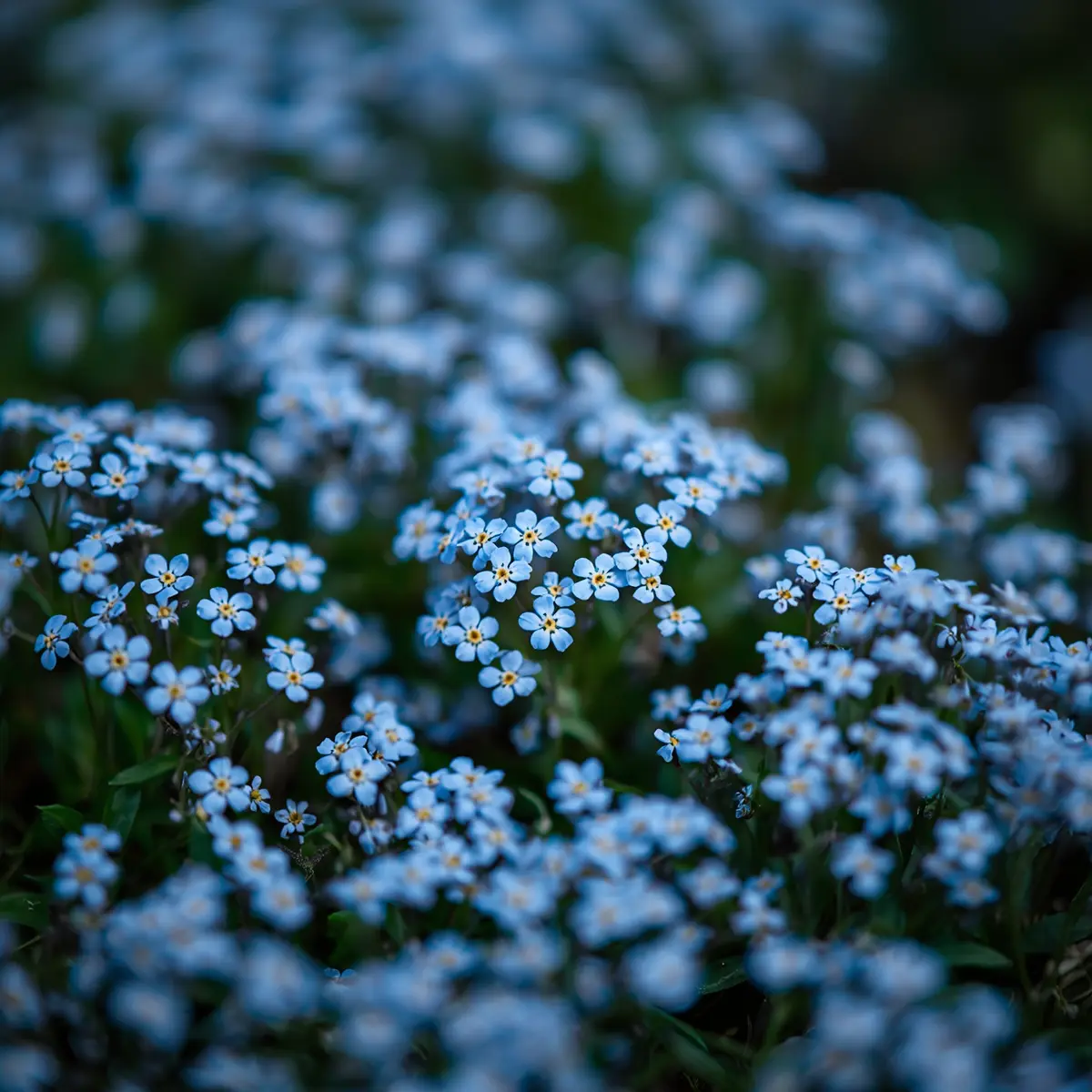 How to care for forget me nots: a drift of blue Myosotis flowers with yellow eyes blooming in a partly shaded spring garden