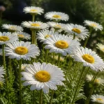 How to grow daisies — white Shasta daisies in full bloom in a sunny garden border with green foliage
