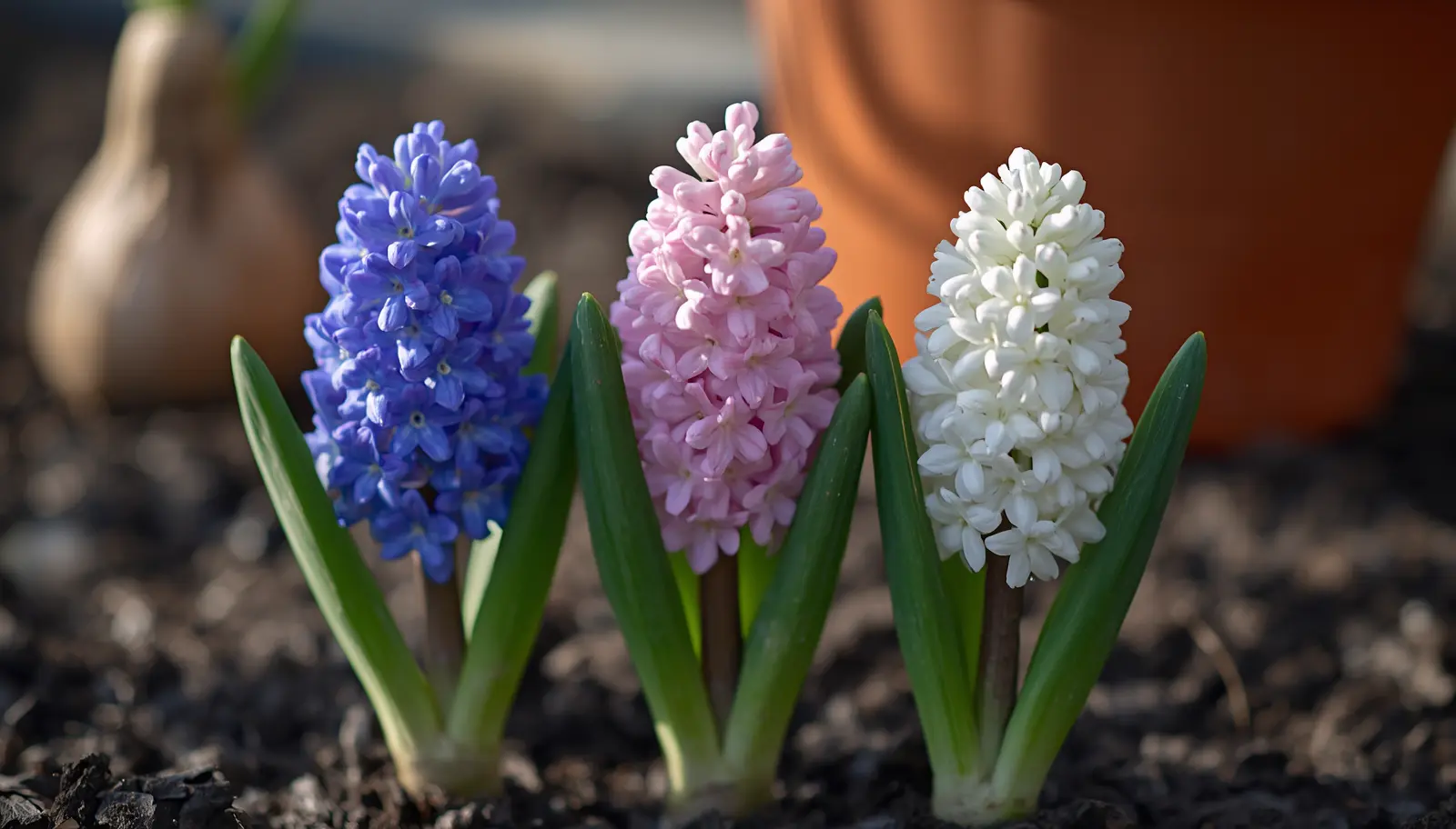 How to grow hyacinths: a cluster of blue, pink, and white hyacinth flowers blooming in spring soil
