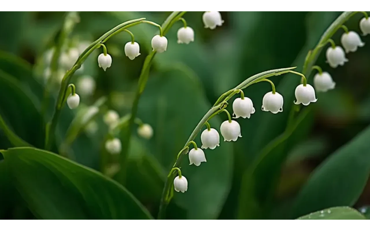 Lily of the valley care showing white bell flowers, pips being planted in shade, and a warning symbol for pet toxicity
