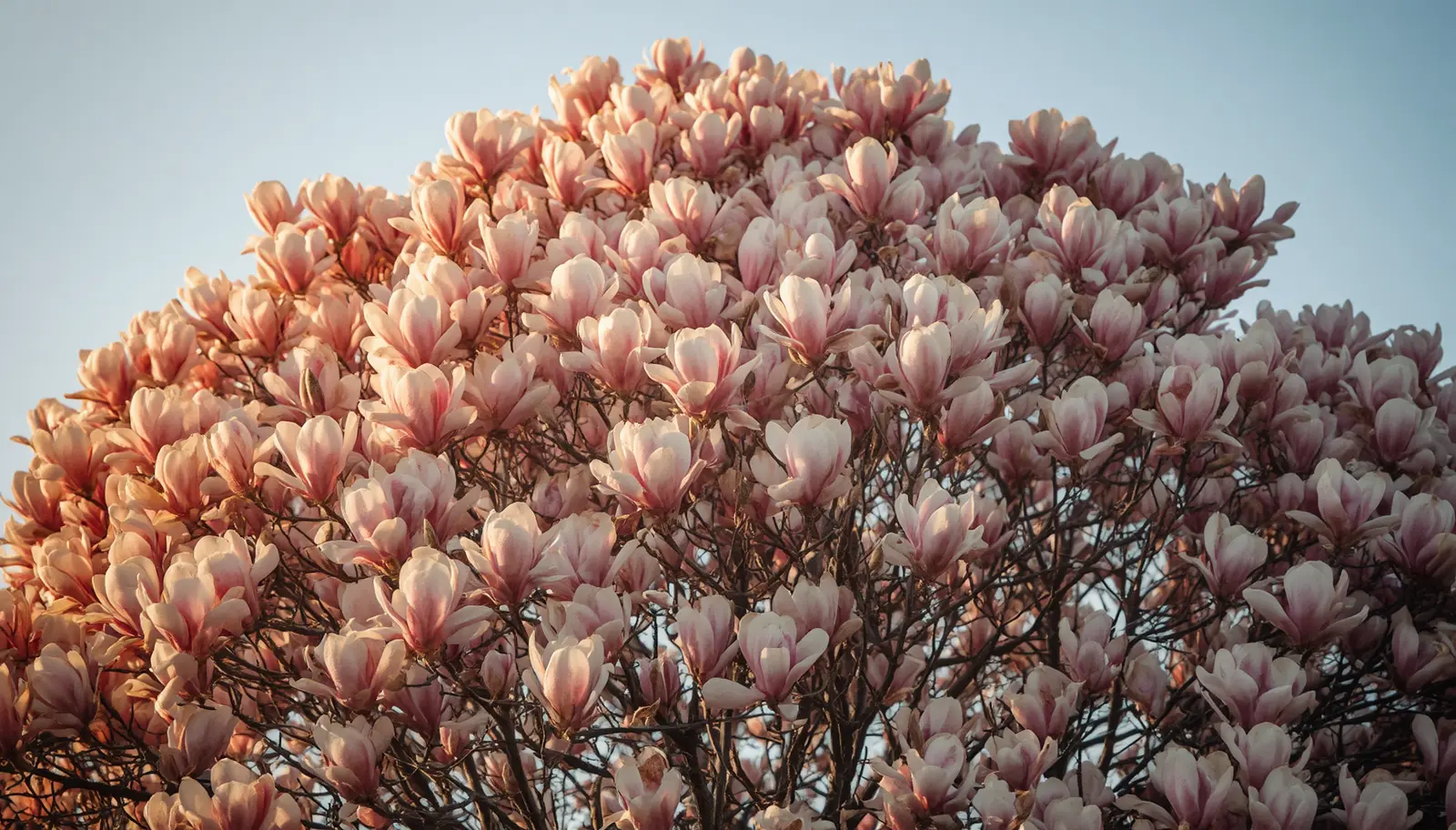 Magnolia tree care: a mature saucer magnolia in full pink bloom against a clear spring sky