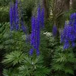 Aconitum napellus monkshood care with deep blue violet hooded flowers in a partial shade border