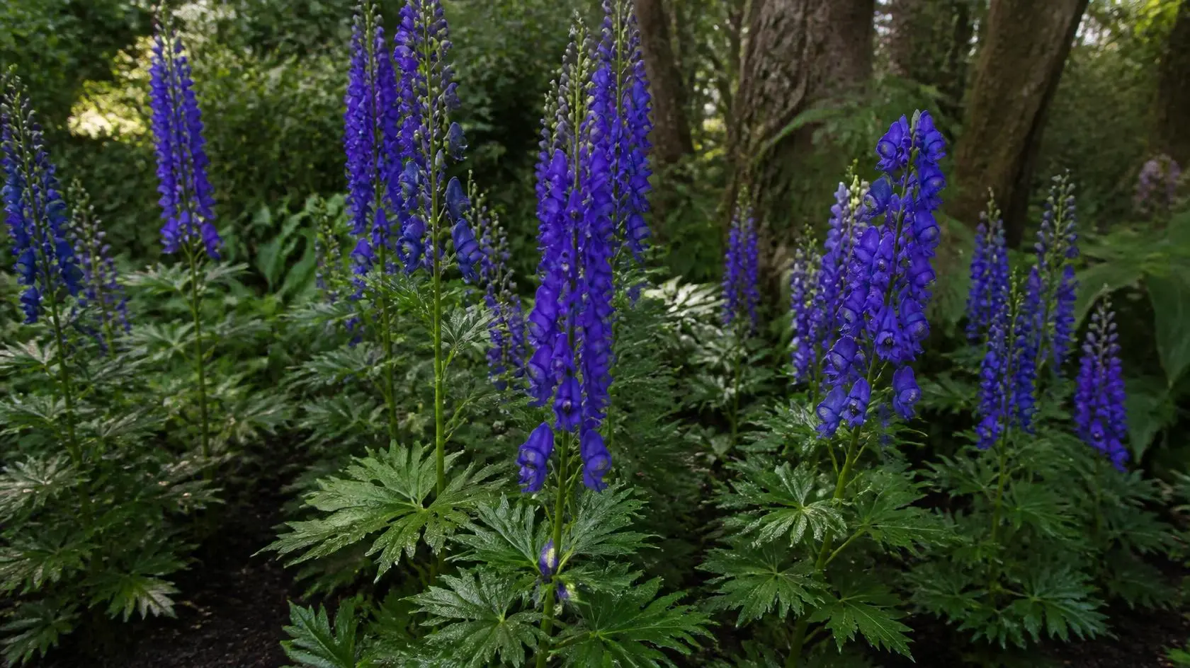 Aconitum napellus monkshood care with deep blue violet hooded flowers in a partial shade border